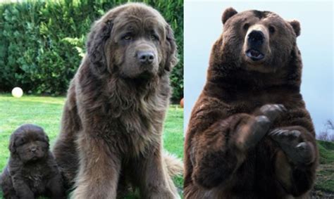 7 Dogs That Look Like Bears Pethelpful