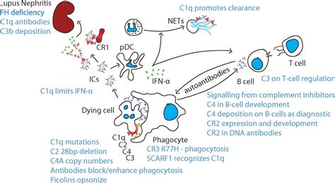 The Complement System In Systemic Lupus Erythematosus An Update