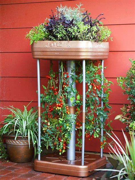 Planting Tomatoes In An Upside Down Containers With Companion Herbs