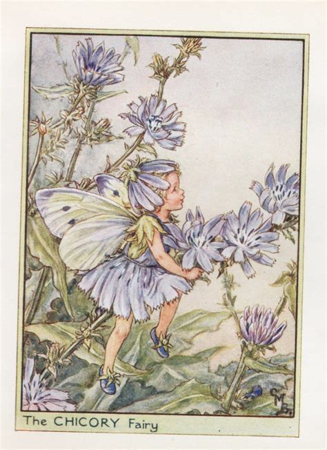 Flower Fairies The Chicory Fairy Vintage Print C1930 By Etsy