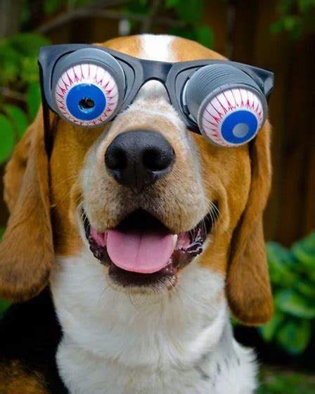 Top 10 Images Of Dogs Wearing Silly Glasses