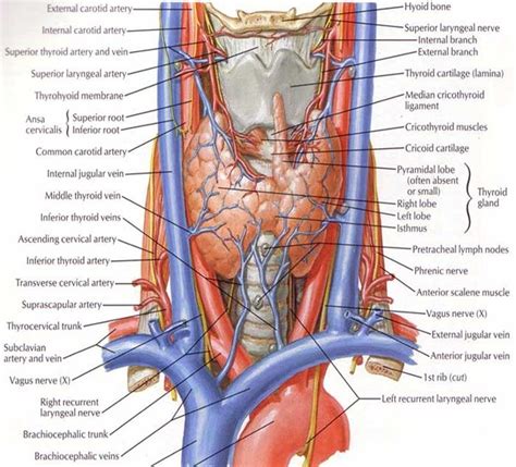 The occipital glands (lymphoglandulæ occipitales), one to three in nu ber, are placed on the back of the head close to the margin of the trapezius and resting on the insertion of the semispinalis capitis. 3.2 Gross Anatomy of the thyroid gland and its anatomical ...