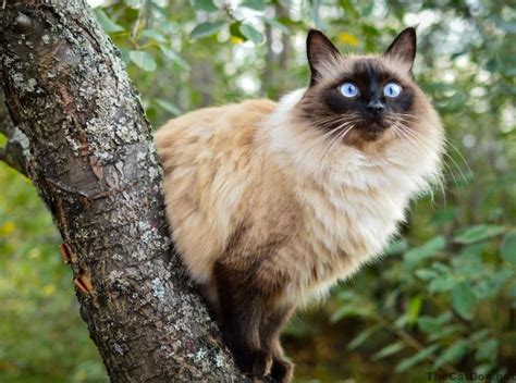 Balinese Cat Balinese Cat Breed Information The Cats And Dogs