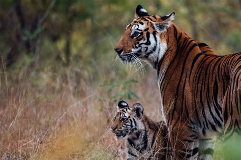 Top Best Wildlife Sanctuaries National Parks Of Odisha Odishaat