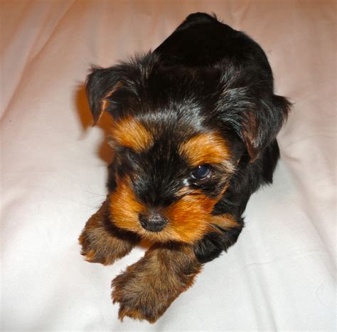 Directory of dog breeders with puppies for sale and dogs for adoption. Courtney's AKC Yorkies: Yorkie Puppies 6 Weeks Old