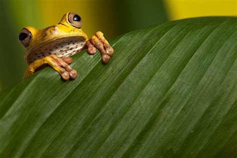 Curious Tree Frog Photograph By Dirk Ercken Pixels