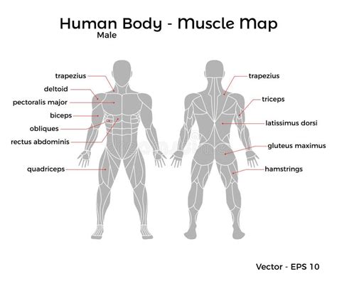 Male Human Body Muscle Map Stock Vector Illustration Of Body 104470167