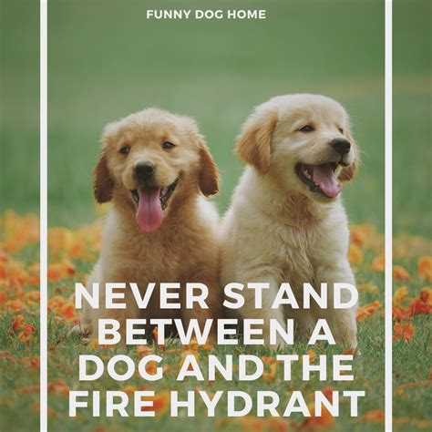Never Stand Between A Dog And The Fire Hydrant Buongiorno Immagini