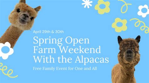 Meet The Alpacas At Cotton Creek Farms Open Farm Weekend