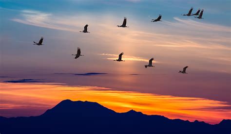 Awesome Facts About Bird Migration