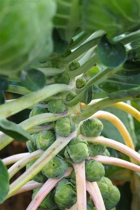 How To Plant And Grow Brussels Sprouts Growfully