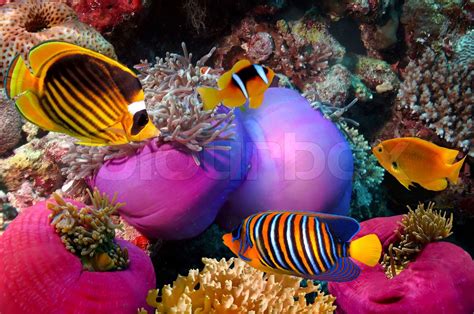 Underwater Liv I Et Koralrev Red Sea Egypten Stock Foto Colourbox