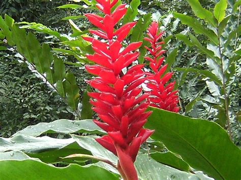 Red Ginger Is Everywhere On This Coast Rainforest Flowers