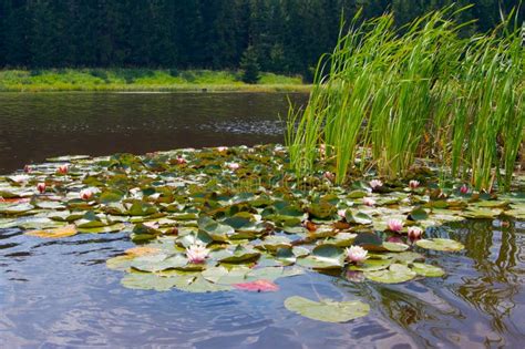 Lilies On A Lake Near The Forest Stock Photo Image Of Fores Wood