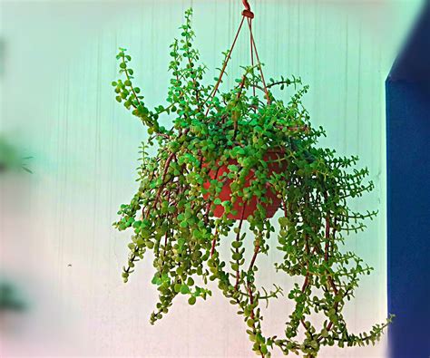 Grow Magnificent Jade Plant In Hanging Basket Easily 5 Steps With