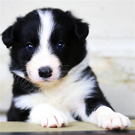 Border Collie Puppies For Sale South Dakota Avenue