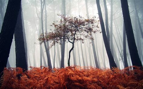 Wallpaper 1920x1200 Px Fall Ferns Forest Leaves Mist Nature
