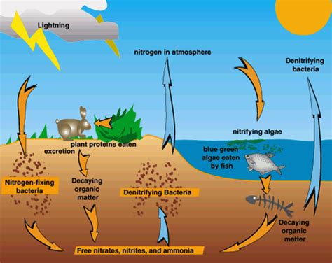Forestry Learning Nitrogen Cycle The Circulation Of Nitrogen Among