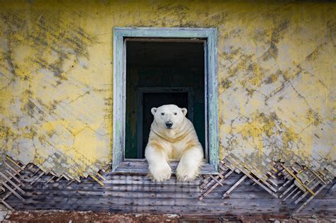 Photographer Captures Polar Bears Up Close In An Abandoned Weather Station