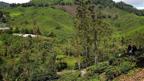 Sungai palas boh tea plantation is a famous tourist attraction in cameron highlands, pahang. BOH Sungai Palas . Cameron Highlands - YouTube