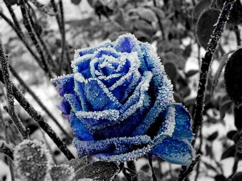 20 Blue Fire And Ice Rose Bush Seeds Usa Seller Ships