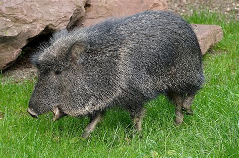 The Chacoan Peccary Is Waiting For You At Zoo Leipzig