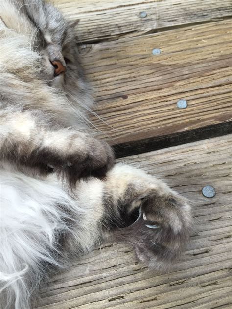 Norwegian Forest Cat Paws Norwegian Forest Cat Cat Paws Cats Animals