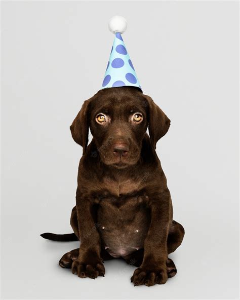 Free Psd Adorable Labrador Retriever Puppy Wearing A Party Hat