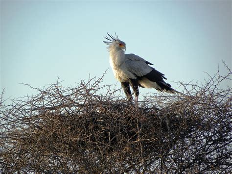 Secretary Bird On Nest Hwange N P By Pamela Buol