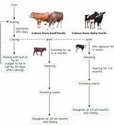 Cow Heat Cycle
