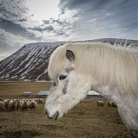 Portrait Of White Horse Photograph By Arctic Images