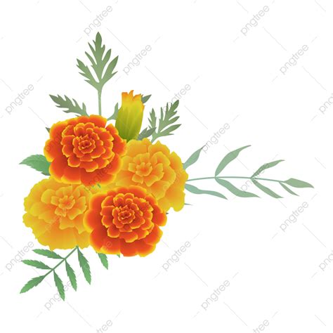 Yellow Marigold Png Vector Psd And Clipart With Transparent