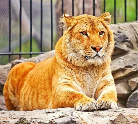 Pin By 365 Security Solution On Beautiful Nature Hybrid Cat Liger