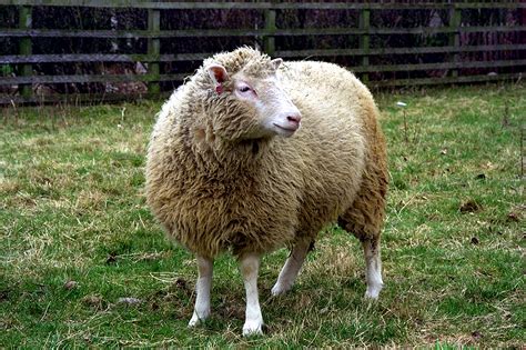 Creative Commons Images Dolly The Sheep