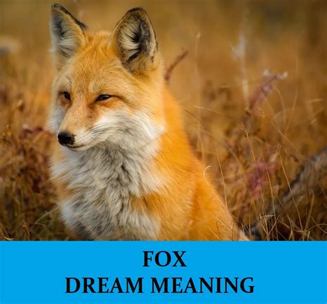 Fox Dream Meaning Top 36 Dreams About Fox Dream Meaning Net