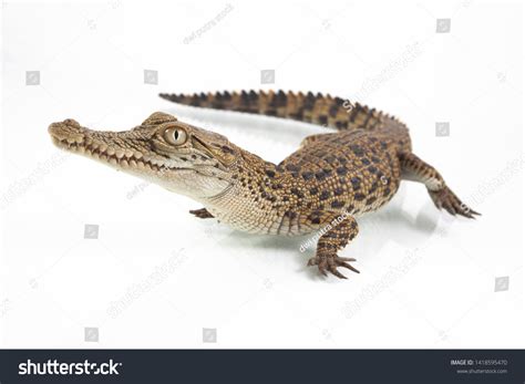 Baby Saltwater Crocodile Crocodylus Porosus Isolated Stock Photo