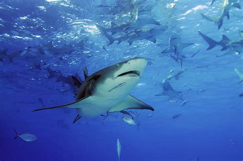 Animals Of The World Lemon Shark