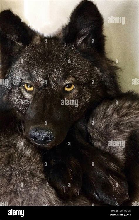 Black Wolf With Yellow Eyes Coloric