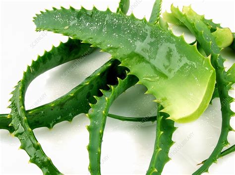 Aloe Vera Leaves Stock Image F0183778 Science Photo Library