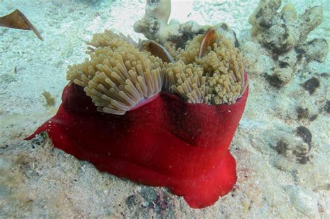Magnificent Anemone Facts And Photographs Seaunseen