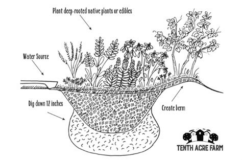 How To Build A Rain Garden To Capture Runoff Breaking News In Usa Today