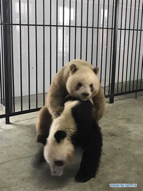 Worlds Only Captive Brown Giant Panda Succeeds In Natural Mating With