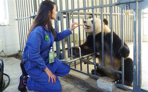 Chengdu Travel Agency Panda Volunteer And Tour With China Discovery