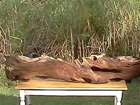 Name it fella, i claim it. Looks like a prehistoric gator to me! Mother nature and ...