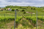 Vineyards Free Stock Photo - Public Domain Pictures