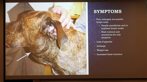 What Does Prednisone Do For A Dog With Lymphoma
