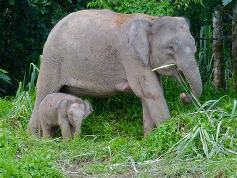 Pygmy Elephants Elephas Maximus Borneensis Mother And Ba Flickr