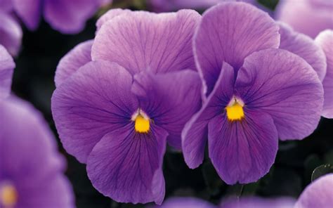 Fondos De Pantalla Naturaleza Púrpura Flor Flores Moradas