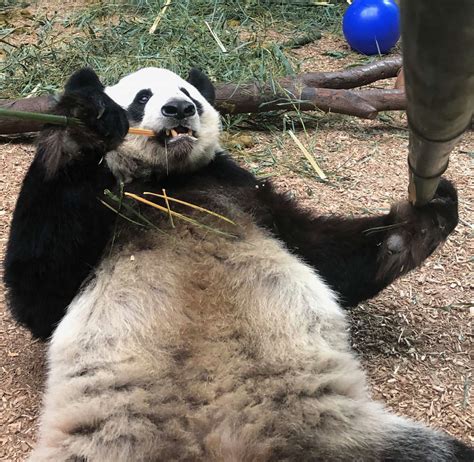 Panda Updates Friday June 21 Zoo Atlanta