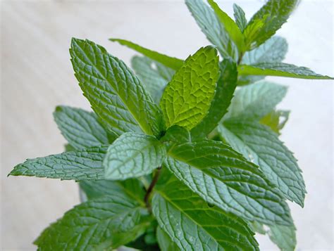 Spearmint Vs Peppermint Differences And Health Benefits Healthier Steps